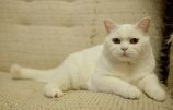 Elizabet2
