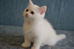 Elizabet 2 m