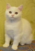 Elizabet 5 m