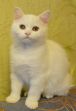 Elizabet 5 m