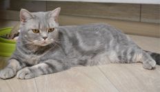 xasya 01 01 04.03.2020