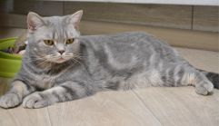 xasya 01 01 04.03.2020