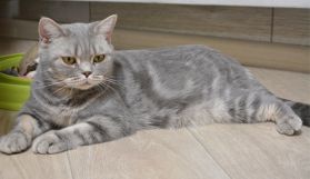 xasya 01 01 04.03.2020