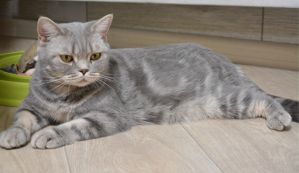 xasya 01 01 04.03.2020