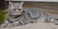 xasya 01 02 04.03.2020