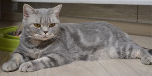 xasya 01 02 04.03.2020
