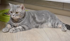 xasya 01 03 04.03.2020
