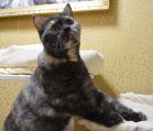 zena 02 06.11.2020