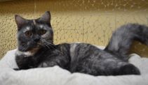 zena 03 06.11.2020