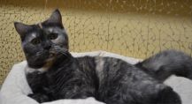 zena 04 06.11.2020