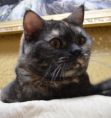 zena 05 06.11.2020