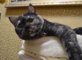 zena 06 06.11.2020
