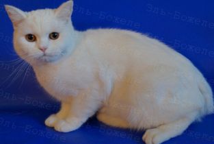 elizabet
