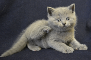 koshka golubaya