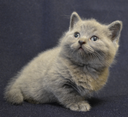 kot goluboy2