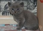 koshka1