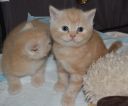 DSC 0009