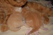 DSC 0041