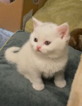 DSC 0066