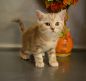 koshka sh 2