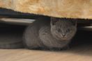 koshka a1306 1