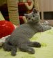Grey03 27.07