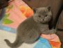 koshka2 01 11.01.2018