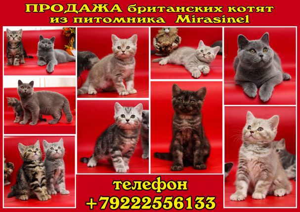 Коллаж лена