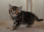 koshka n22 03 12.05