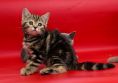 koshka n 22 03