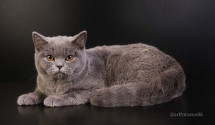 королева