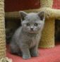 koshka01 01 06.08