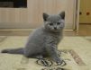 koshka02 01 06.08