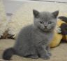 koshka04 01 06.08