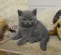koshka05 03 06.08