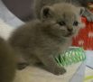 koshka 03 02