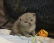 koshka 05 04