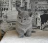 koshka02