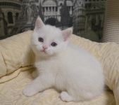 koshka w01 13.03