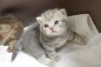koshka a02 02.12.2019
