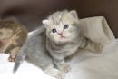 koshka a02 02.12.2019