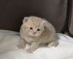 koshka j01 02.12.2019