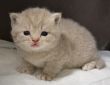 koshka j02 02.12.2019