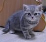 koshka a22 01 24.12.19