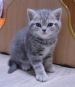 koshka a22 02 24.12.19