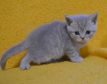 koshka j 01 24.12.19