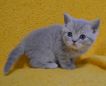 koshka j 02 24.12.19