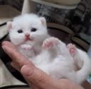 koshka w1 n 04.06.2019