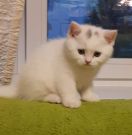 pontelemon01 05.08.2019