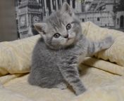 koshka a23 04 08.12.2020